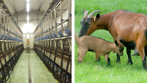 Голяма козеферма у нас осигурява храна за животните със собствена хидропонна система - Снимка 2