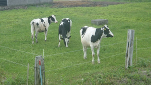 Гръцки животновъди алармират за целенасочено унищожаване на сектора - Agri.bg