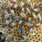 Пчелни майки Бъкфаст,БМП,Карпатска  2023 - Агро Работа