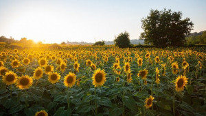 Производители на олио сезираха ЕК за проблеми със забраната на слънчоглед от Украйна - Agri.bg