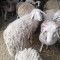 Кочове ,овца ,шилета - Агро Работа