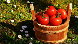 Подпомагат фермери с 500 хил. лева за борба с доматения молец - Agri.bg