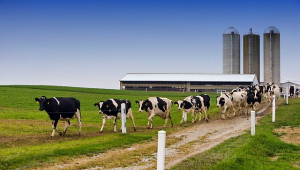 Нова болест тревожи животновъдите в Европа - Agri.bg