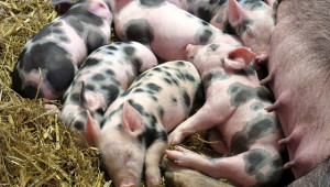 Свиня роди рекордните 41 прасенца в Бразилия