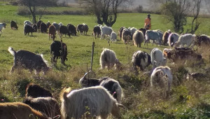Елитни кози се изтровиха с царевица, изхвърлена на пътя