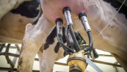 Безизходица: Животновъди подаряват млякото си - Agri.bg