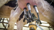 Безизходица: Животновъди подаряват млякото си - Agri.bg