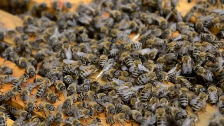 Силни  пчелни отводки - Снимка 1
