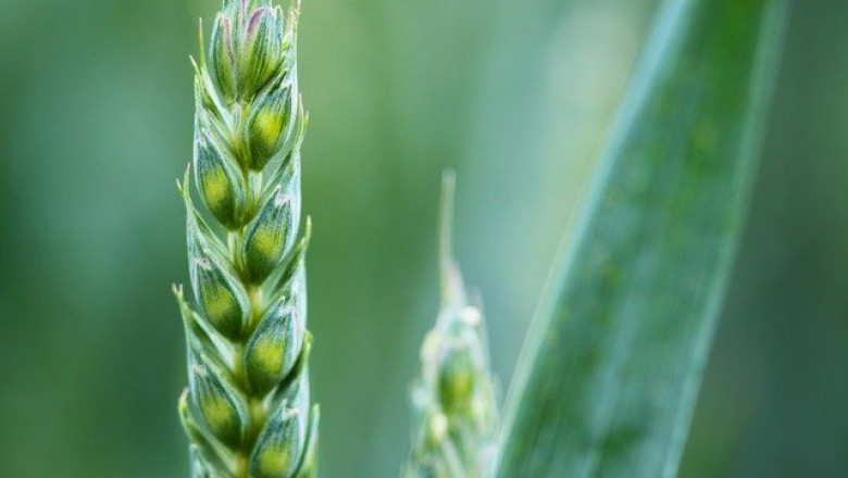 Анализатори чакат добра реколта от пшеница в Европа