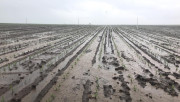 Така изглежда поле с царевица в Каспичанско - Agri.bg
