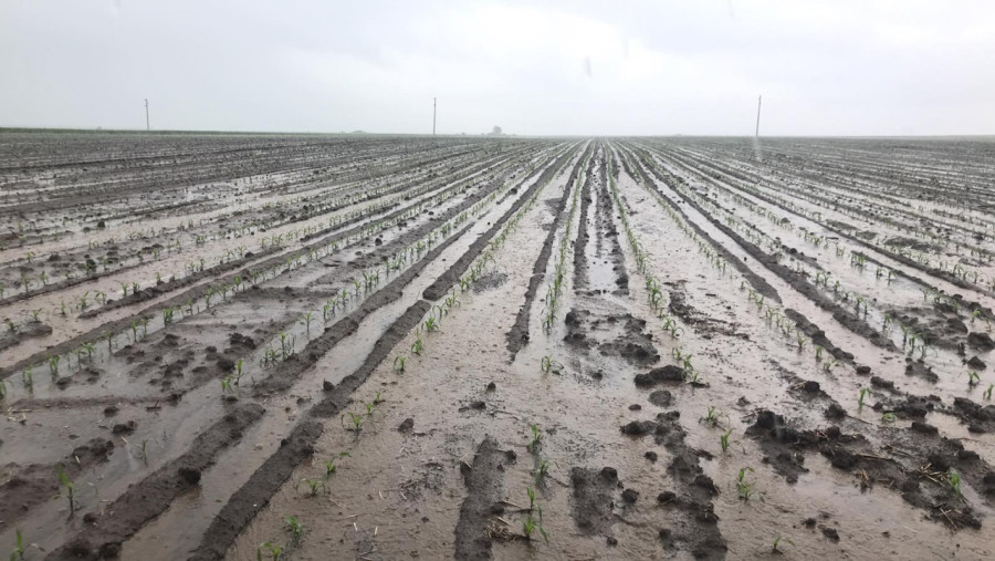 Така изглежда поле с царевица в Каспичанско - Снимка 1