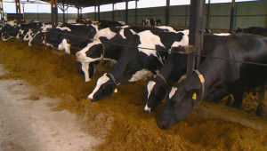 Без изход: Млекопроизводителите вече продават продукцията си на половината от себестойността - Снимка 5