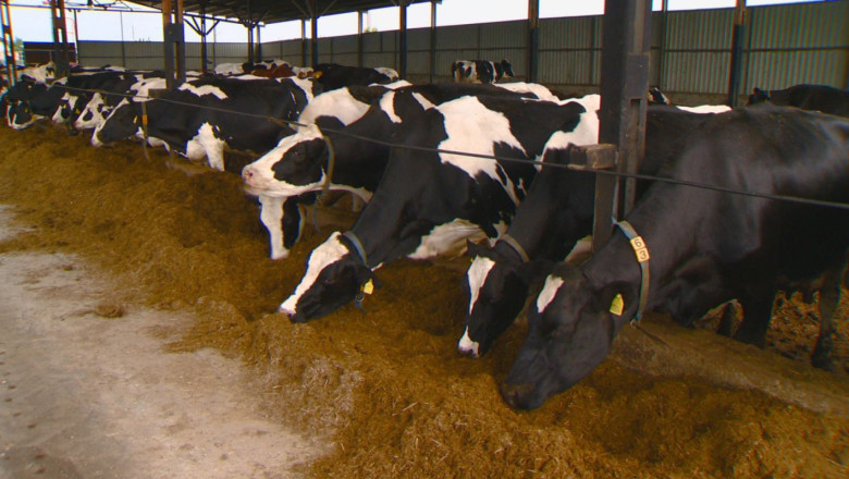 Без изход: Млекопроизводителите вече продават продукцията си на половината от себестойността