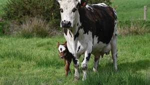 Ферма просперира само с 12 млечни крави