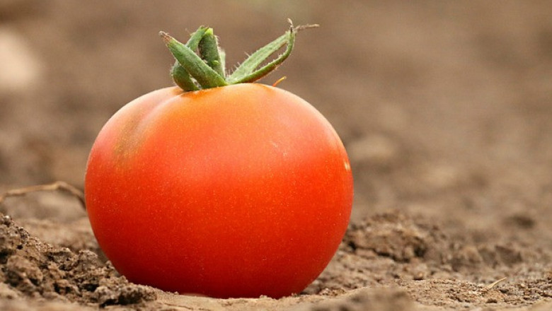Мароко изхвърли Испания от топ 3 на износителите на домати
