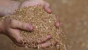 ЕК предлага забраната за украинско зърно да се удължи