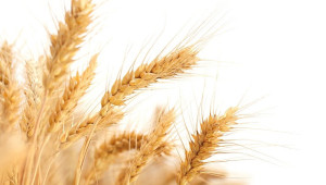 Истинският проблем: Украинското зърно ни изхвърля от международните пазари