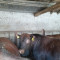 Продавам породисти месодайни бикове със педигри - Агро Работа