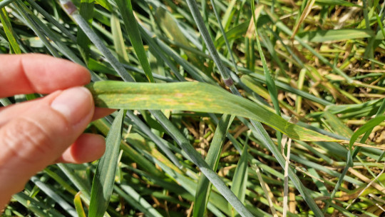 Земеделци: Пораженията от вируси по зърното са с мащаба на пандемия - Agri.bg