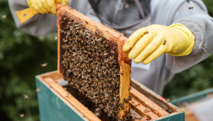 Опазвате по иновативен начин пчелите? Кандидатствайте за награда!