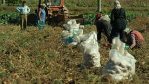 ГИТ ще гледа под лупа трудовите договори в земеделието