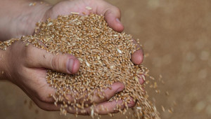 Взривът на язовир "Нова Каховка" се отрази и на търговията по зърнените борси
