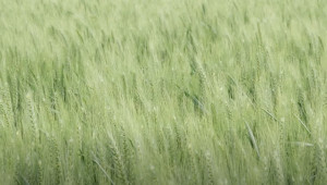 Байер Агро Арена: Технологии на бъдещето в царевица и пшеница