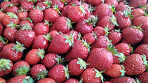 Реколтата от ягоди тази година е слаба - Agri.bg