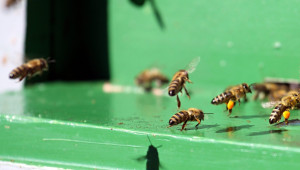 Проблемите на пчеларите - откъде да ги подхване новият земеделски министър?