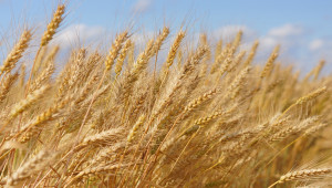 Защо САЩ купува пшеница от Европа?