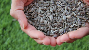 Зърнопроизводители: Има проблем със семената при слънчогледа - Agri.bg