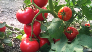 С 28% по-малко домати засадени на открито спрямо година по-рано