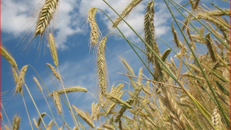 Coceral понижи прогнозата си за производството на пшеница в ЕС-27