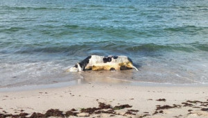 Морето отново изхвърли мъртва крава