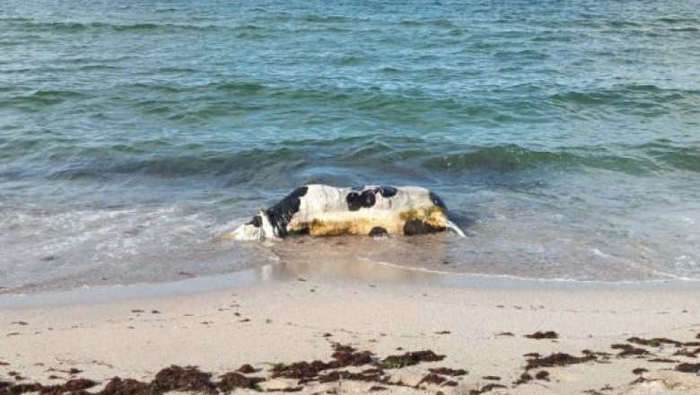 Морето отново изхвърли мъртва крава