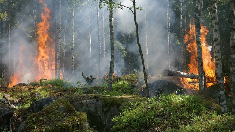 Германските фермери се готвят за 40 градуса жега и горски пожари през юли