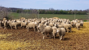 Пожар унищожи 35 овце в Добричко