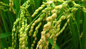 Георги Видолов: Производителите на ориз очакват парите за компенсация на скъпата вода