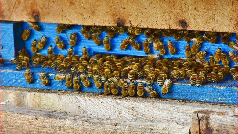 Работи се за европейската регистрация на втори пчелен продукт от Странджа