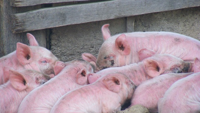 ЕС губи позиции, а Бразилия върви към рекорд в износа на свинско месо
