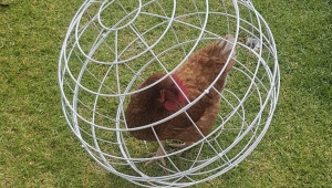 Chicken Orb - изобретението, което скандализира много производители на пилета - Снимка 2