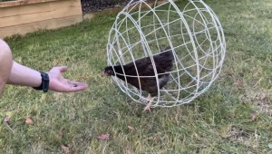 Chicken Orb - изобретението, което скандализира много производители на пилета - Снимка 3