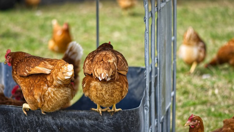 Най-добрите породи пилета за начинаещи