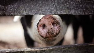 Африканска чума по свинете в Хърватия