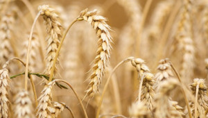 Готви се среща на засегнатите от вноса на украинско зърно страни