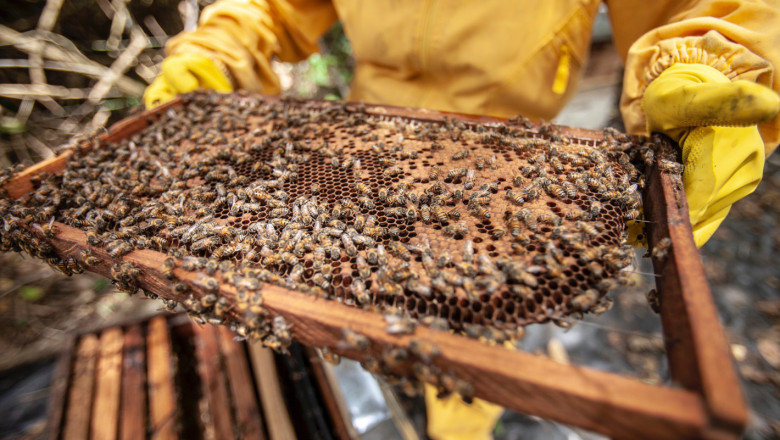 (Не)възможен ли е приемът за тази пчеларска година?