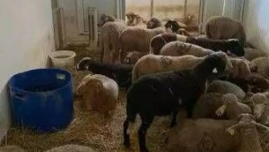 Спасиха 40 овце, затворени в апартамент, опериращ като кланица