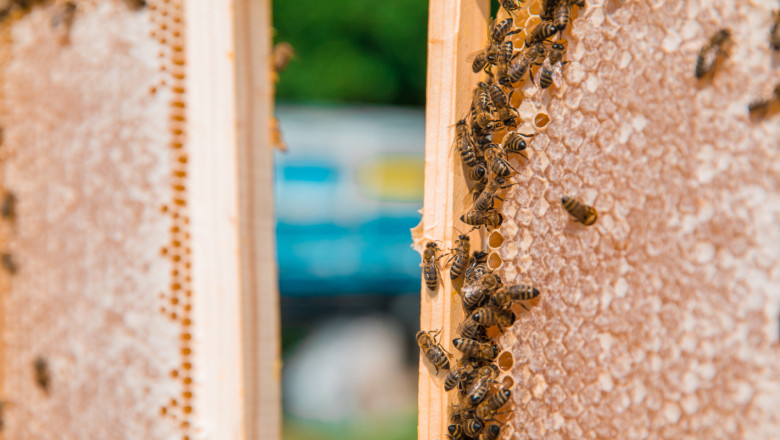 Пчелари, отворен е приемът по двете интервенции с пари от фонда за селските райони