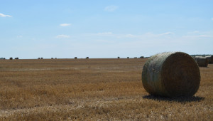 Жътва 2023: Стопаните прибират скъпа, но по-малка реколта - Agri.bg