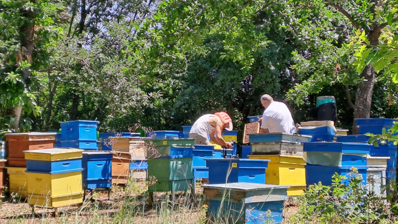 10 дни ще бъде отворен приемът по интервенциите в сектор „Пчеларство“